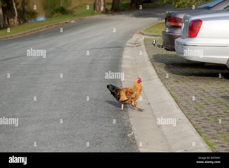 Een Kijkje naar de Populaire Chicken Road Gokspel in Nederland